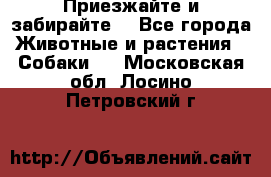 Приезжайте и забирайте. - Все города Животные и растения » Собаки   . Московская обл.,Лосино-Петровский г.